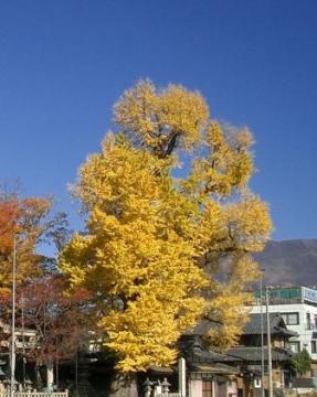 近江長岡の銀杏