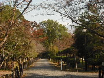 三島池桜並木