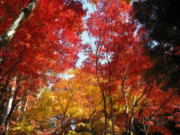 鶏足寺１